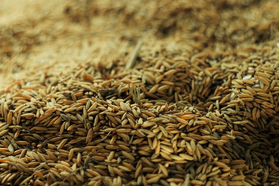 Rice Seeds