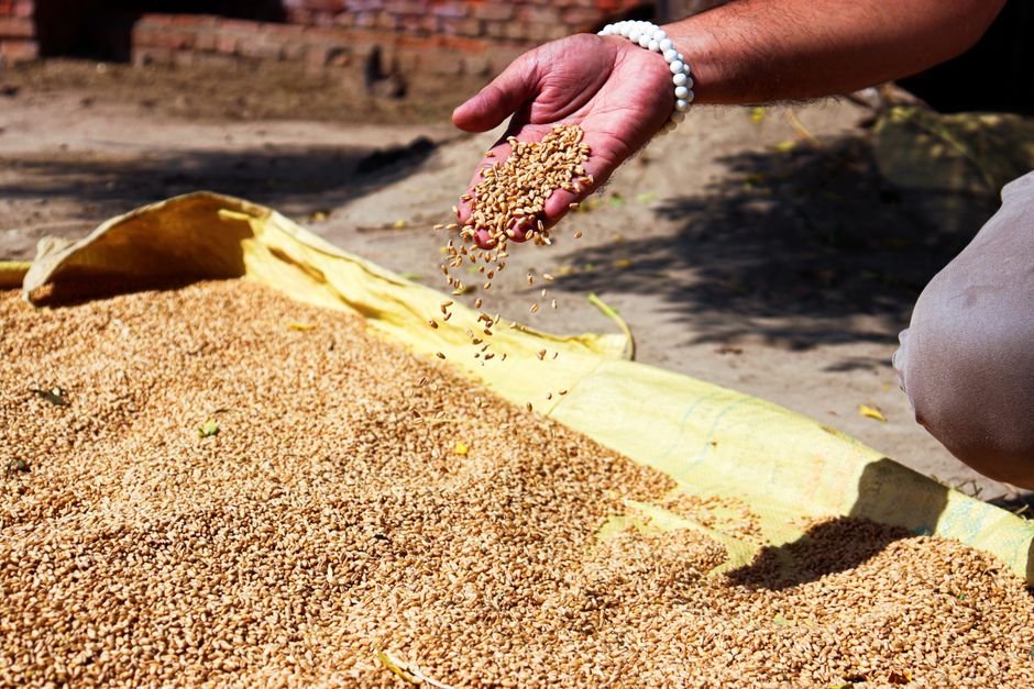 Wheat Seeds