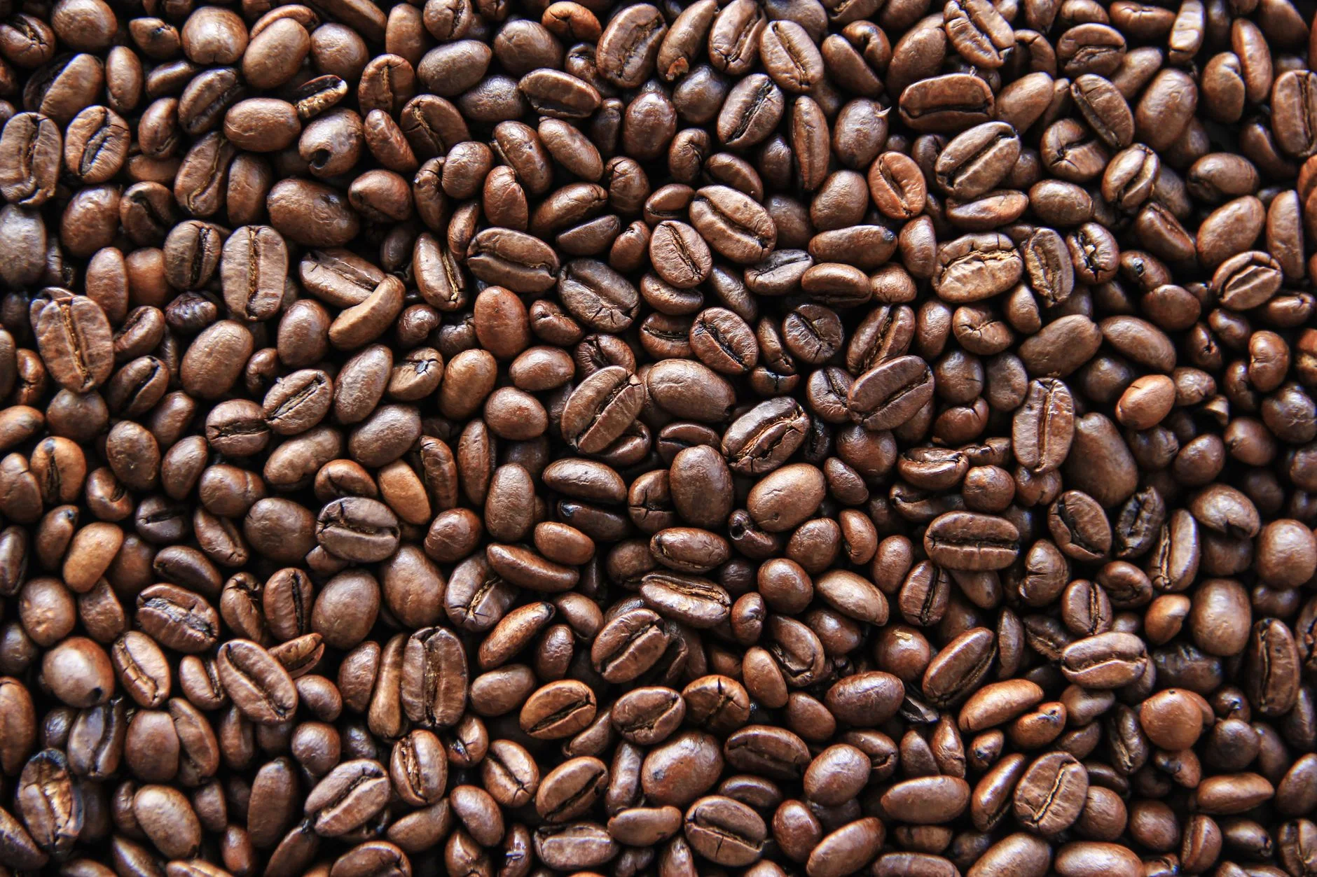 Arabica Coffee Powder