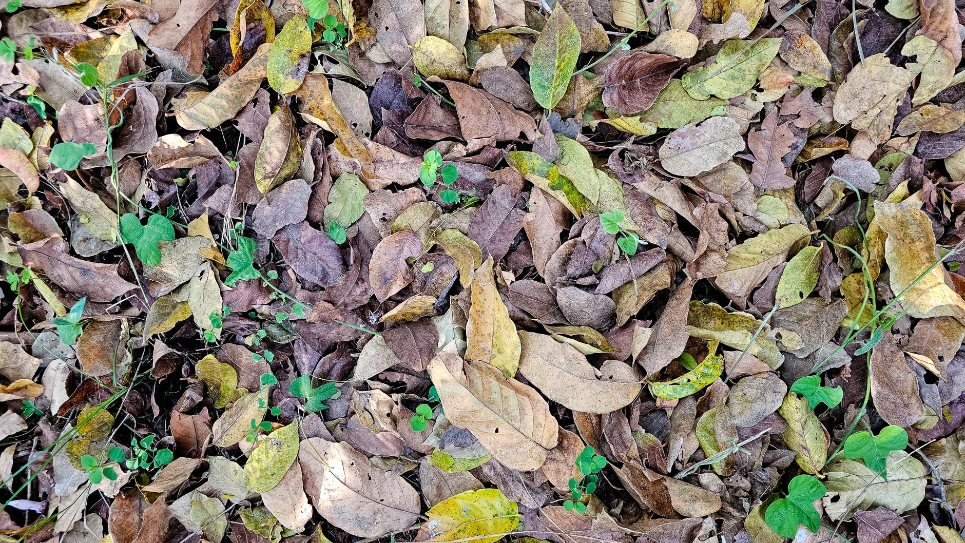 Dried Curry Leaves