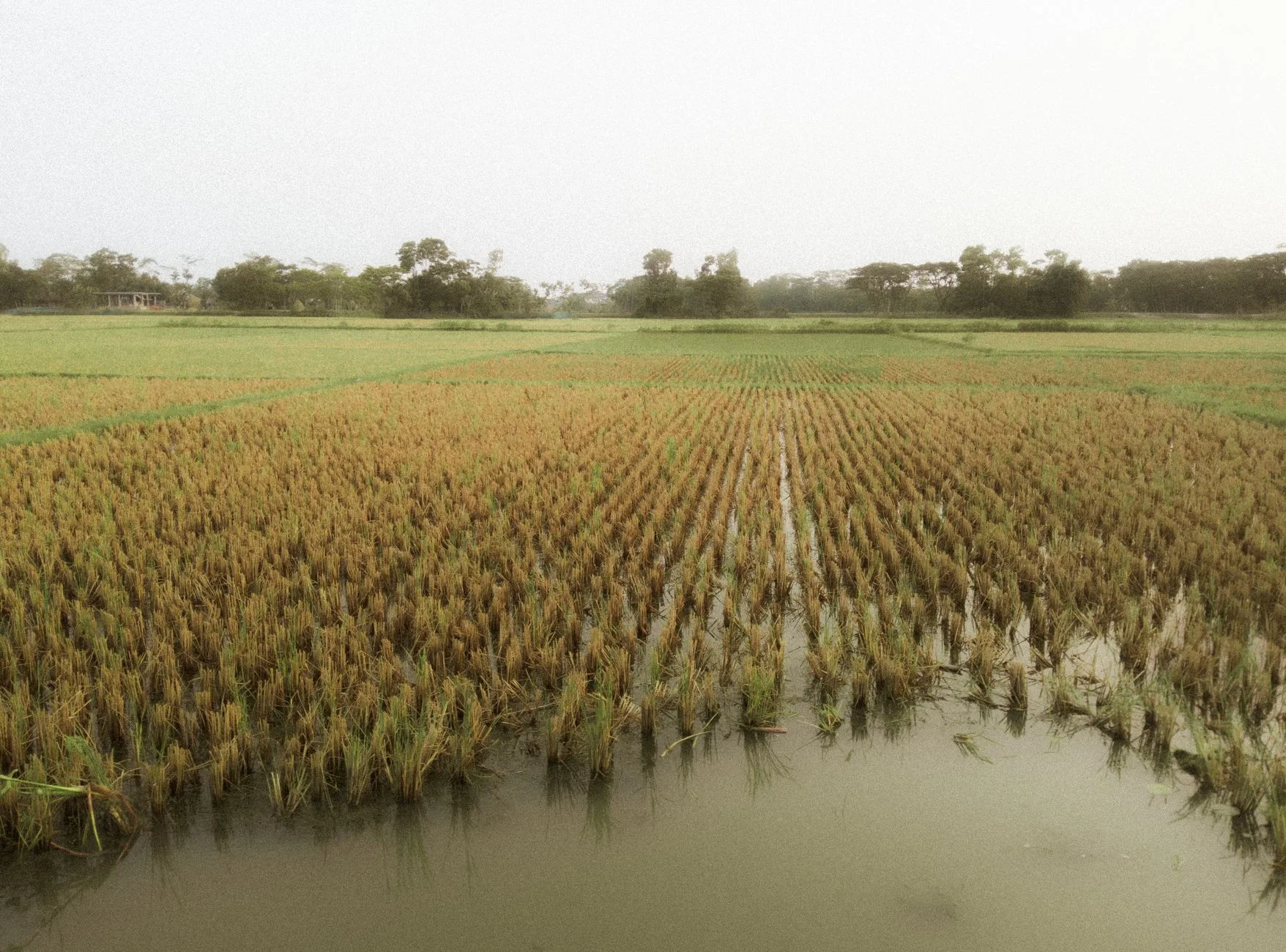 Non Basmati Parmal Rice
