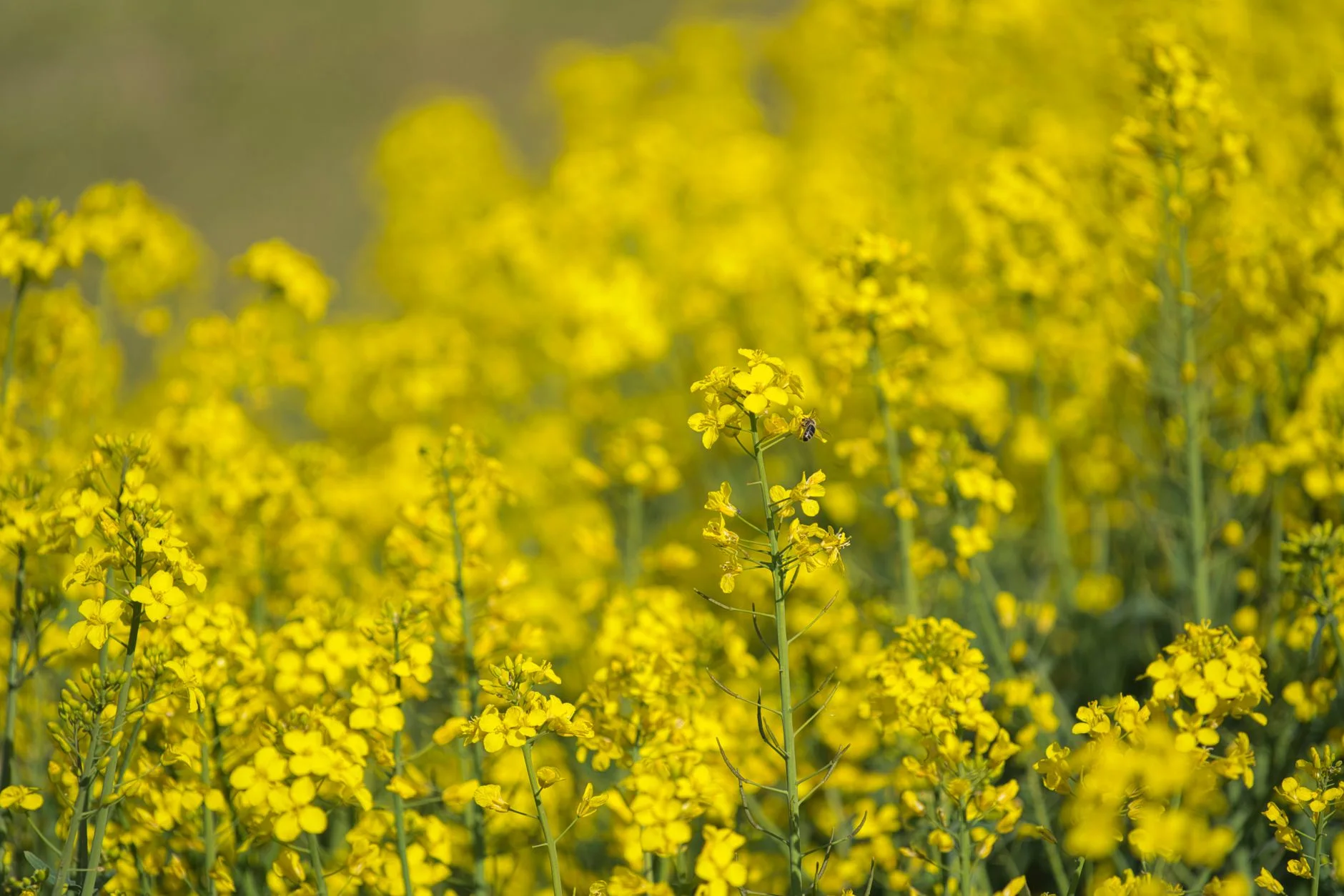 Pure Refined Mustard Oil