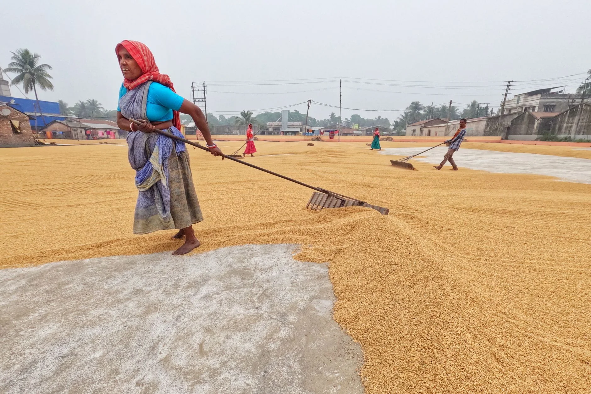 Pusa Basmati Rice