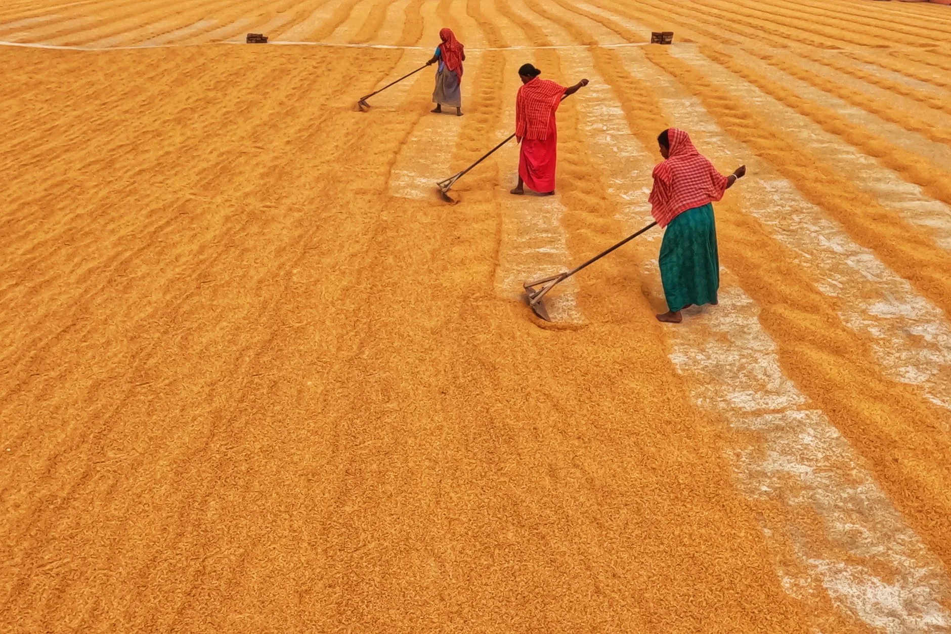 Raw Basmati Rice