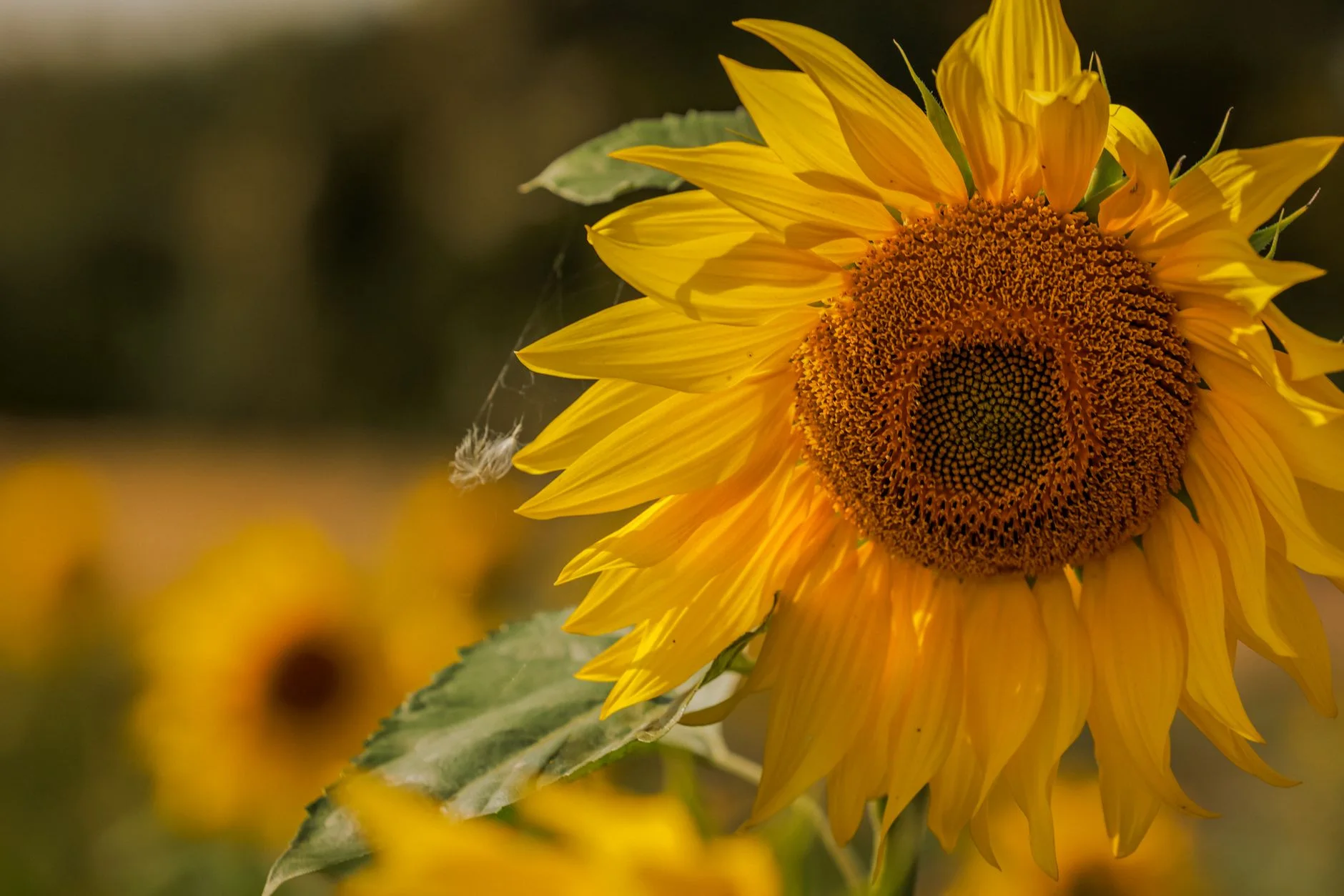 Refined Sunflower Oil