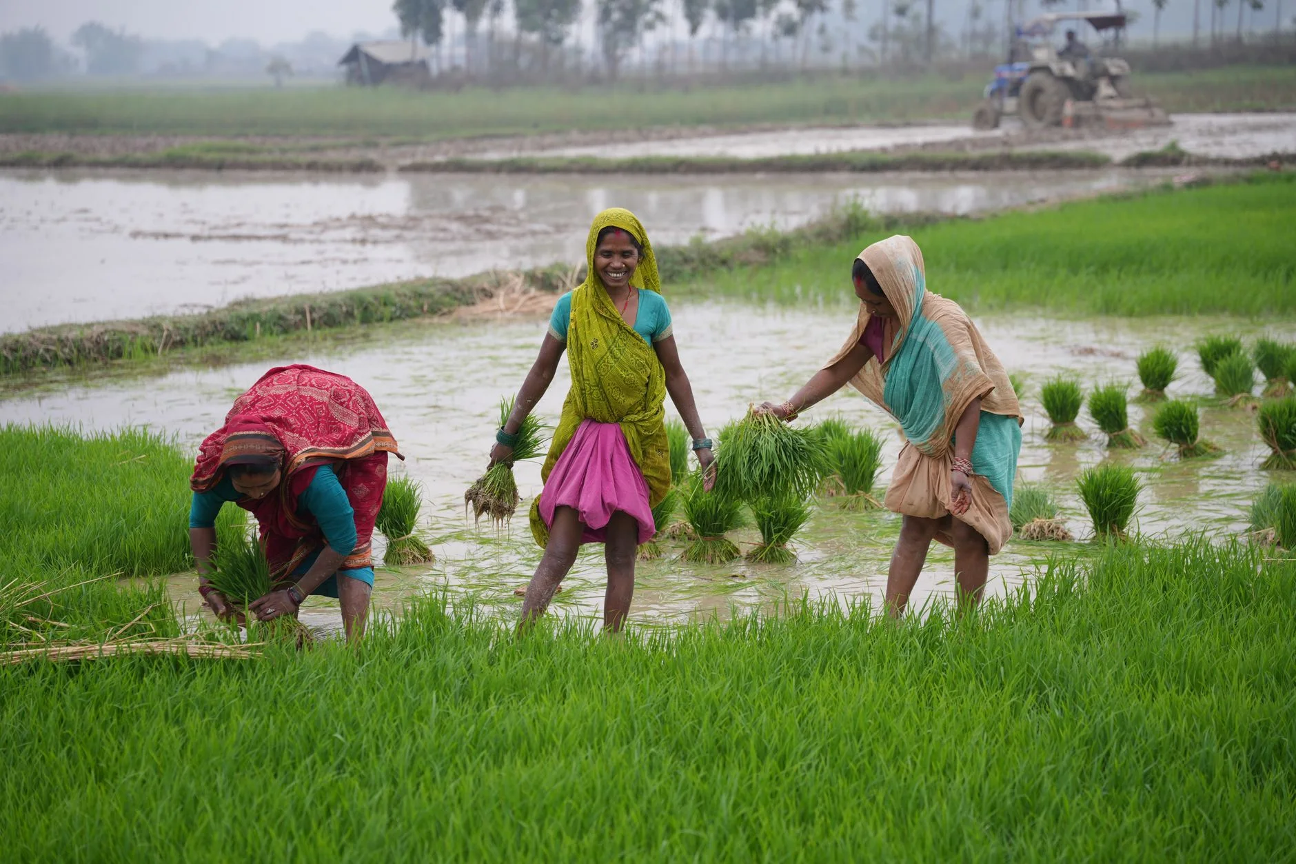 Split Green Moong Dal
