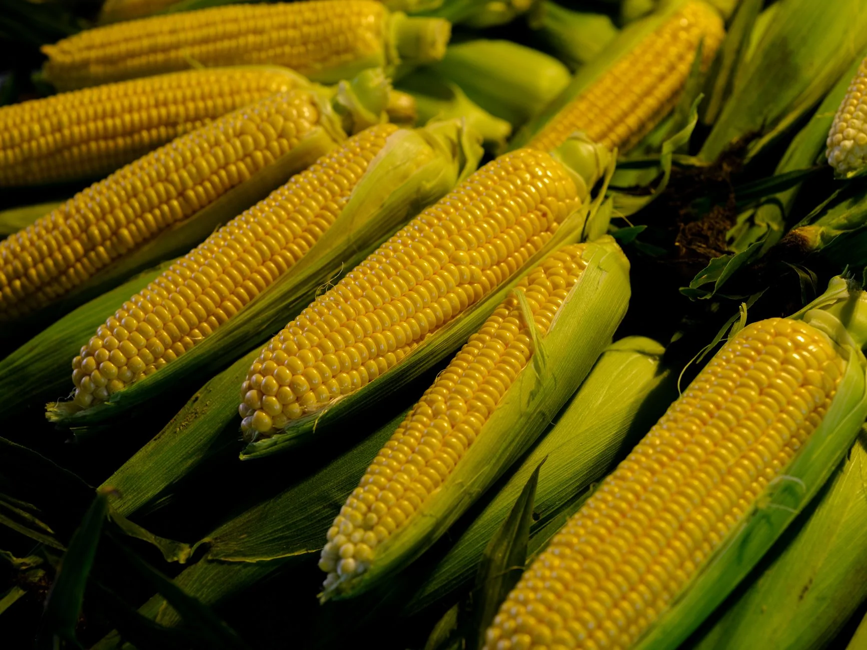 Yellow Corn Flour