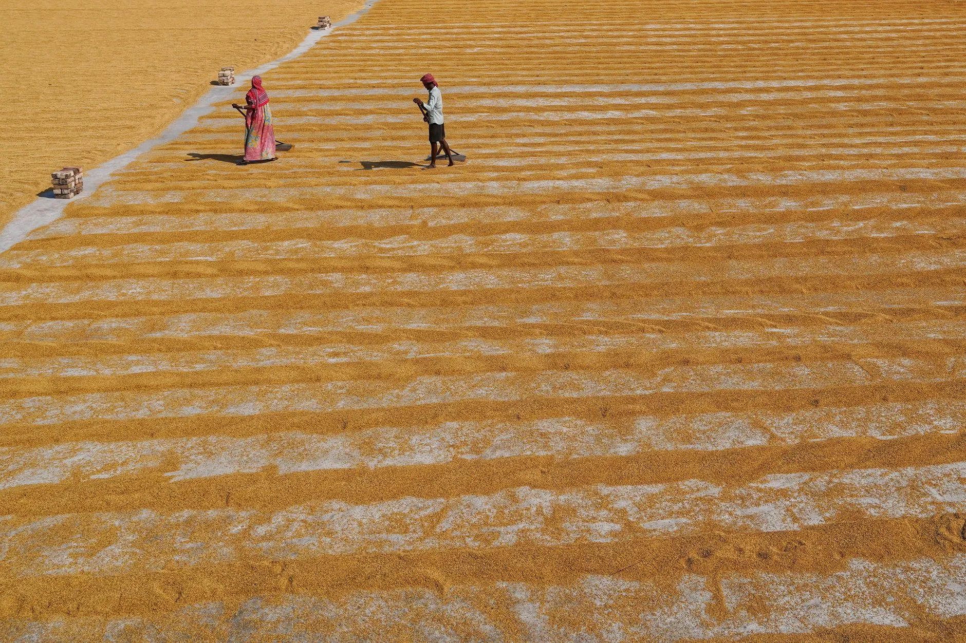 Yellow Mustard Seeds