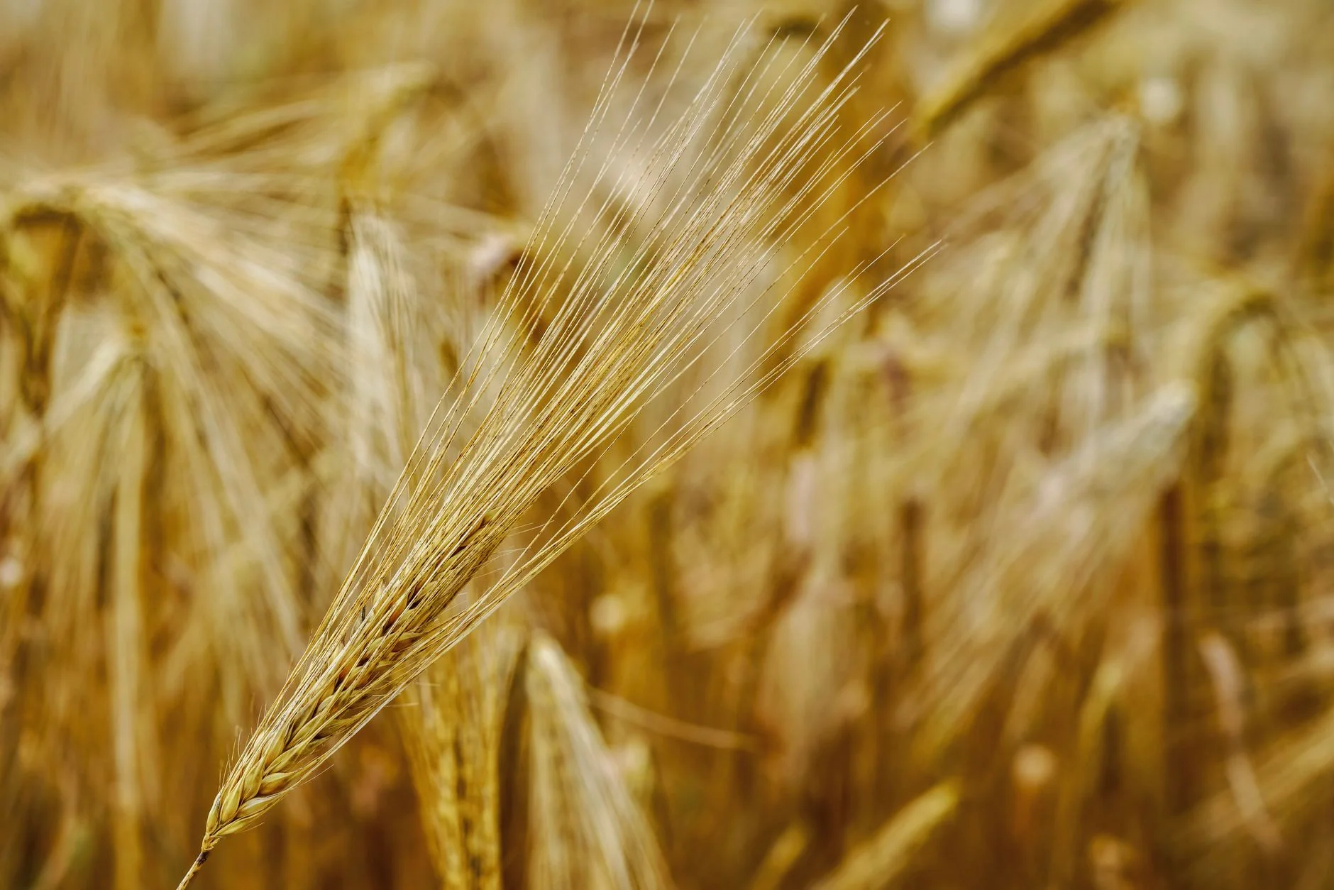 Durum Wheat