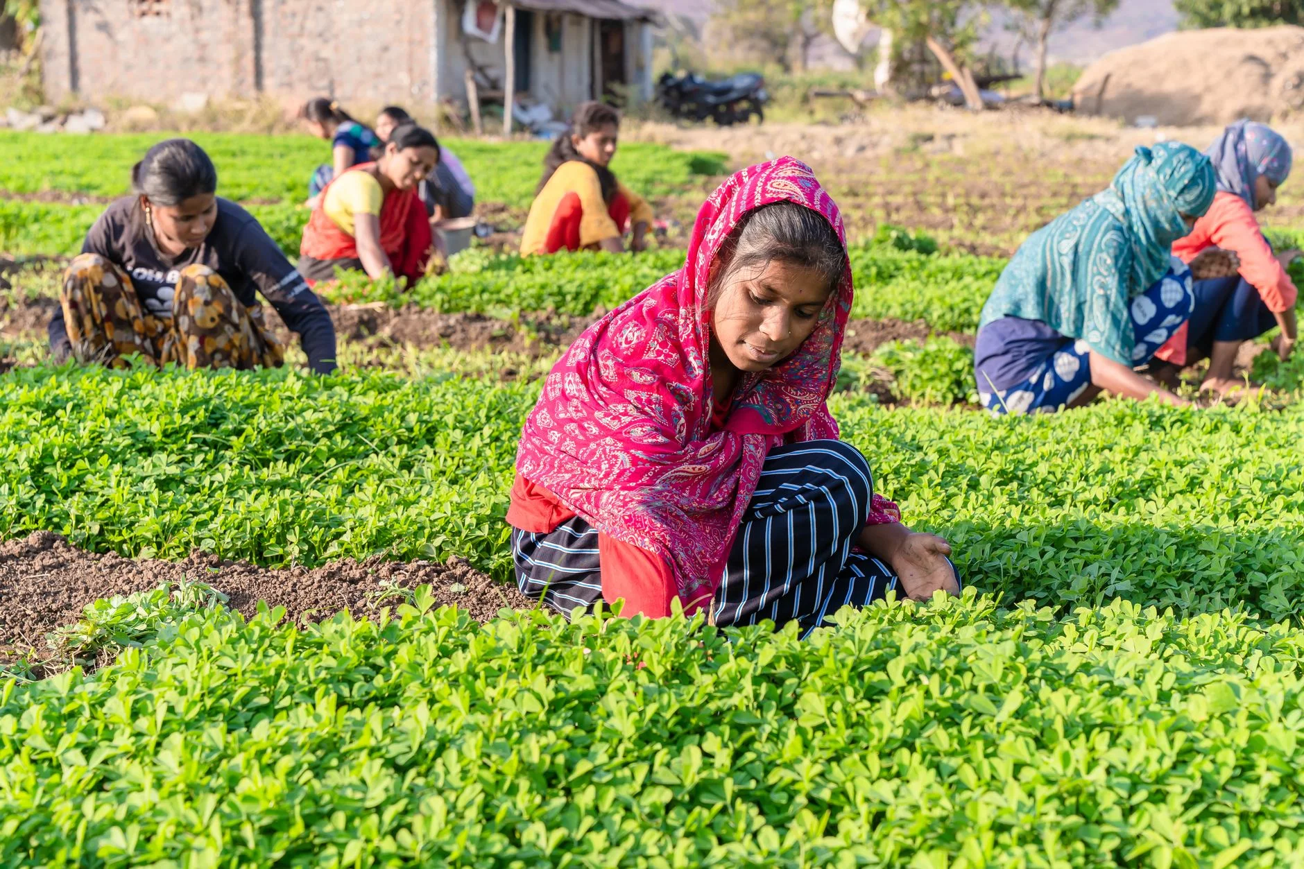 Green Moong Dal