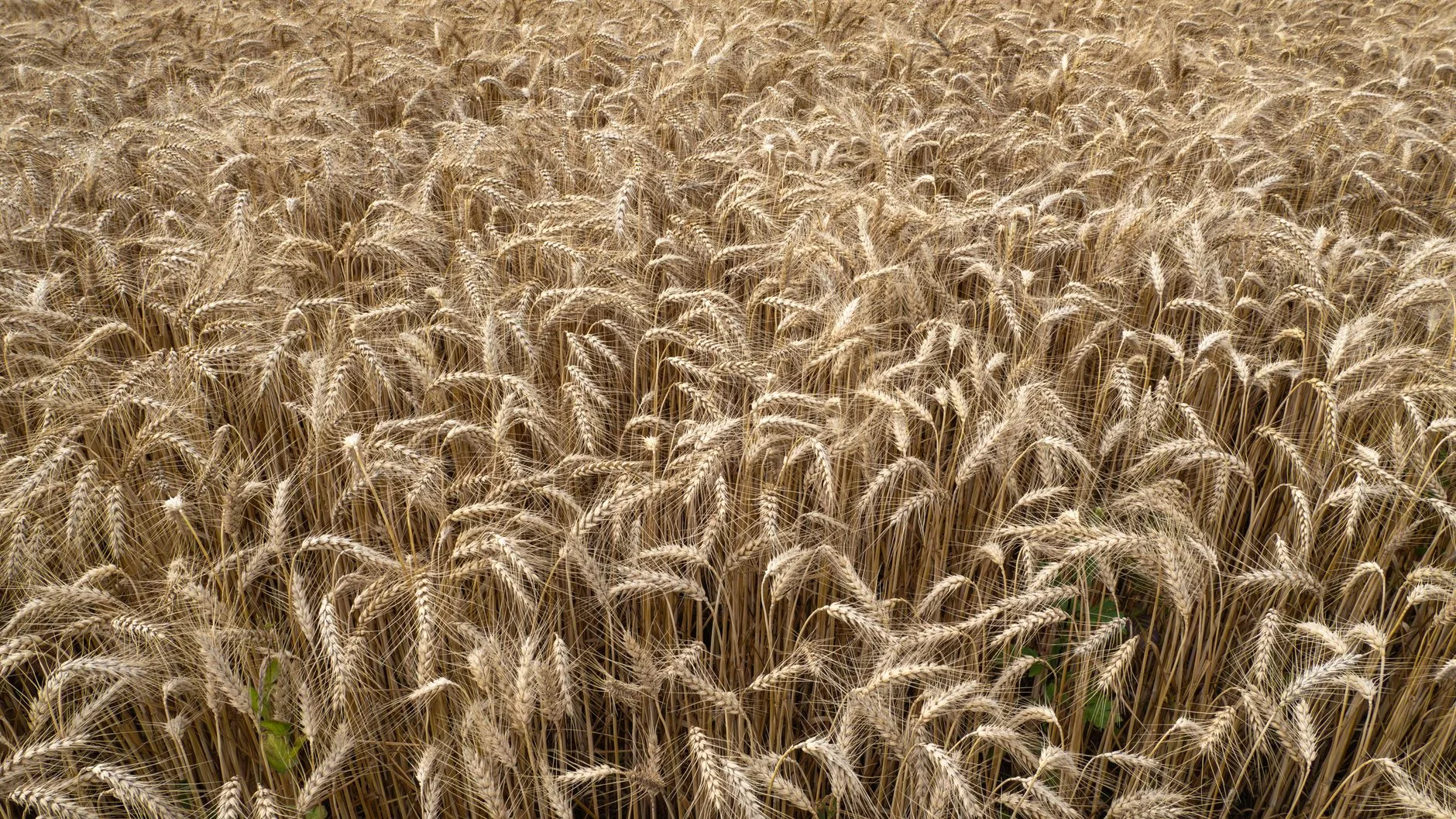 Hard Red Wheat