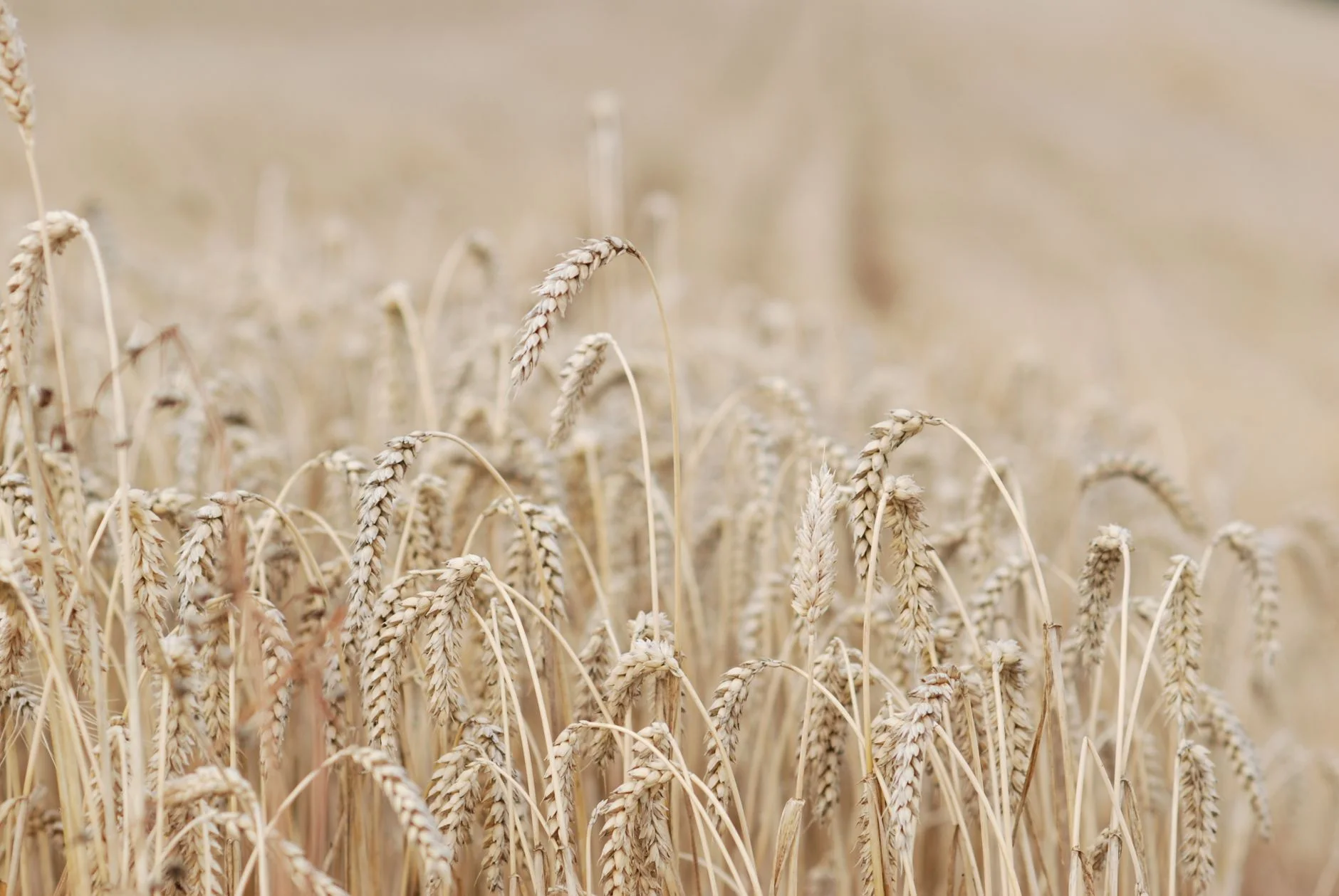 Hard White Wheat