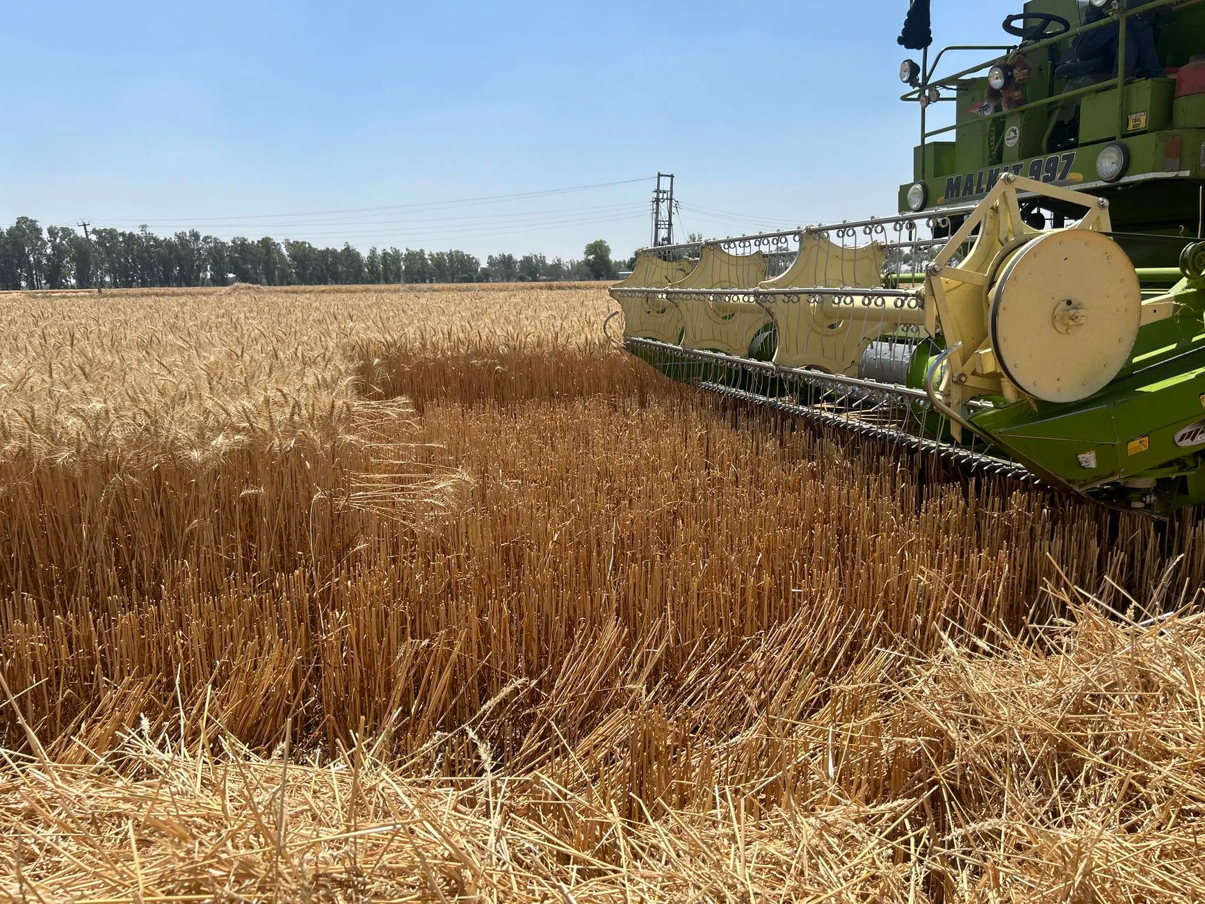 Khapli Wheat