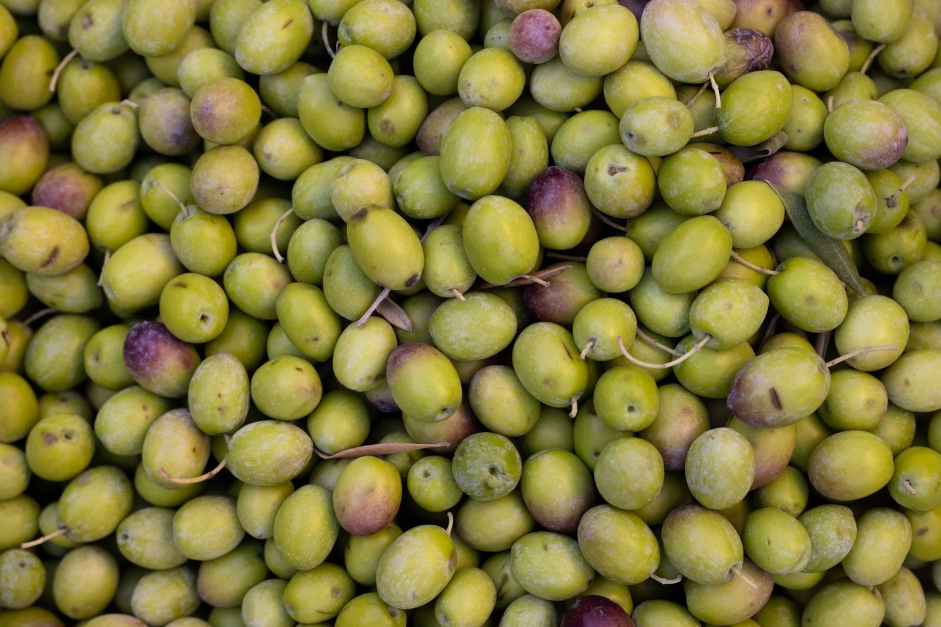 Olive Pickles