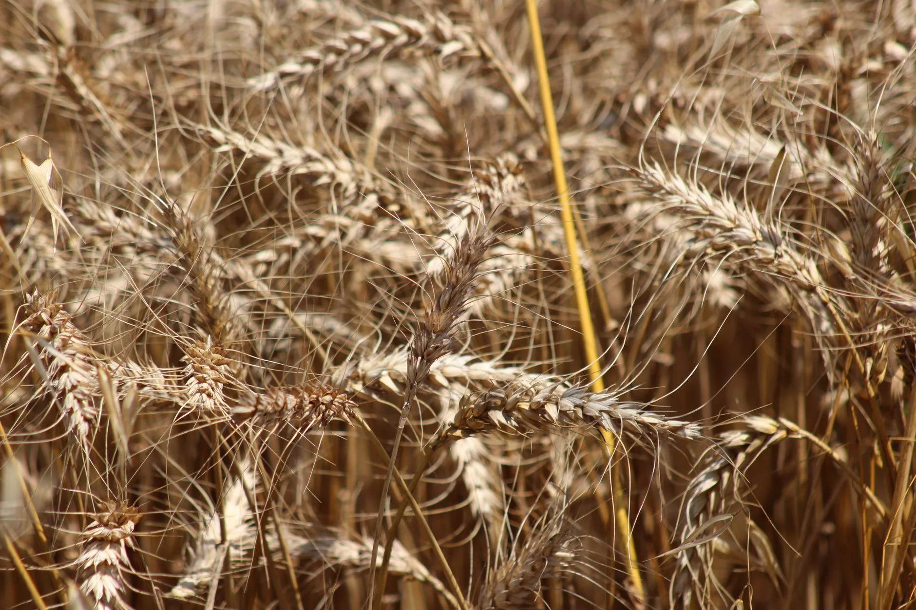 Wheat Berries