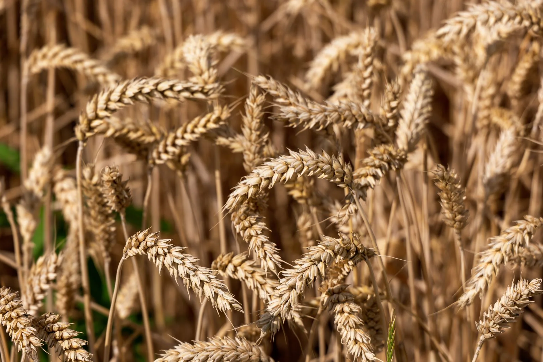 Whole Wheat Grains